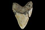 Fossil Megalodon Tooth - North Carolina #147531-2
